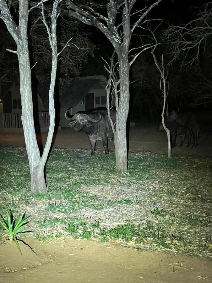 Wild Ride Safaris And Bush Camp Villa Hoedspruit Exterior photo