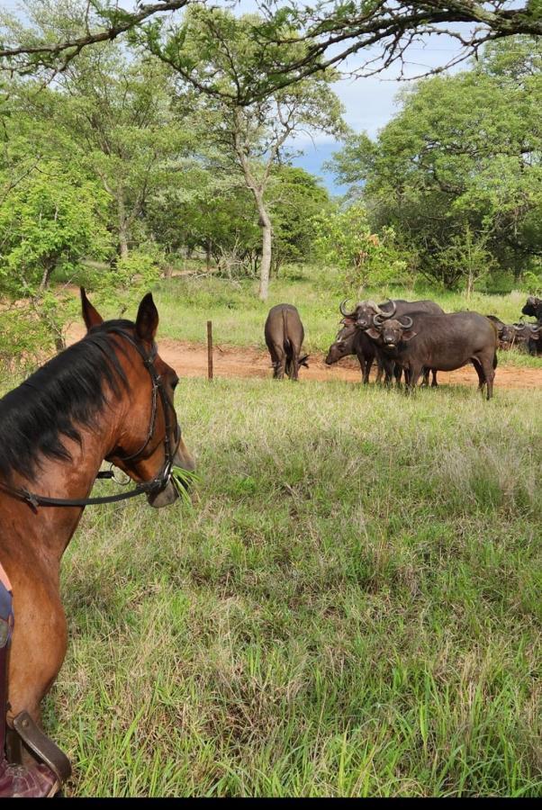 Wild Ride Safaris And Bush Camp Villa Hoedspruit Exterior photo